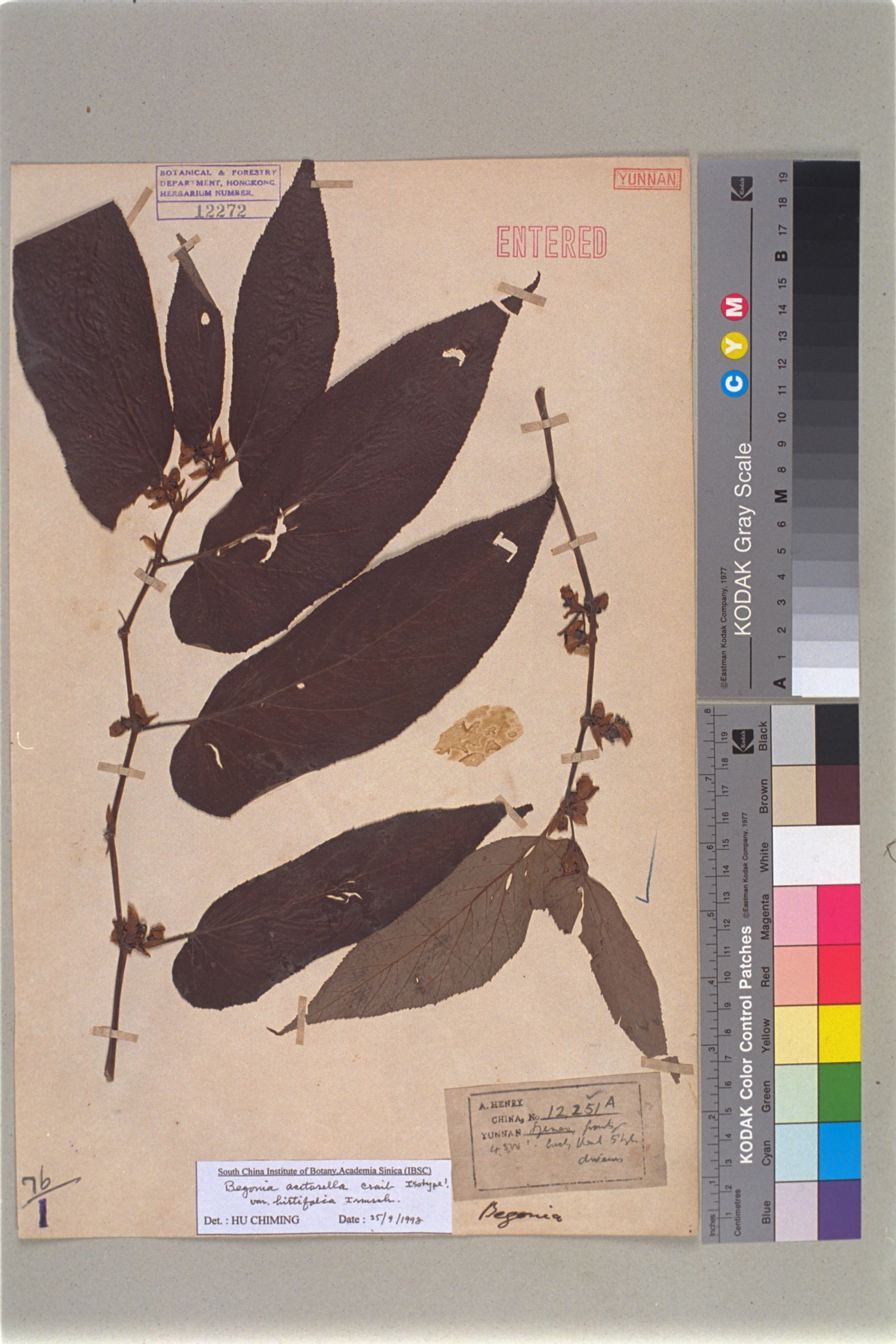  Begonia acetosella Craib var. hirtifolia Irmsch.